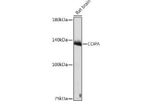 Western blot analysis of extracts of Rat brain, using COPA Rabbit mAb (ABIN7266423) at 1:1000 dilution. (COPA Antikörper)