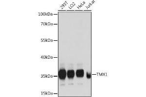 Western blot analysis of extracts of various cell lines, using TMX1 antibody  at 1:1000 dilution. (TMX1 Antikörper  (AA 210-280))