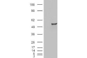HEK293 overexpressing ESRRG (ABIN5424069) and probed with ABIN334393 (mock transfection in first lane).