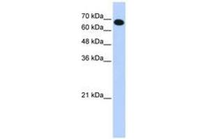 Image no. 1 for anti-Coiled-Coil Domain Containing 38 (CCDC38) (AA 143-192) antibody (ABIN6741246)