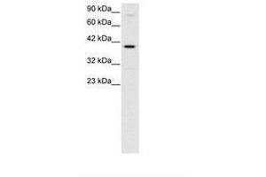 Image no. 3 for anti-KIN, Antigenic Determinant of RecA Protein Homolog (KIN) (AA 230-279) antibody (ABIN6735789) (KIN Antikörper  (AA 230-279))