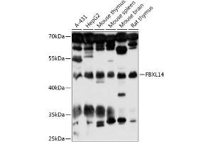 Western blot analysis of extracts of various cell lines, using FBXL14 antibody (ABIN7267080) at 1:1000 dilution. (FBXL14 Antikörper  (AA 1-418))
