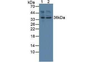 Western blot analysis of (1) Human HepG2 Cells and (2) Human HeLa cells. (AFT1 Antikörper  (AA 3-245))
