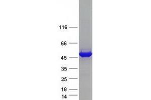 Validation with Western Blot (OAT Protein (Myc-DYKDDDDK Tag))