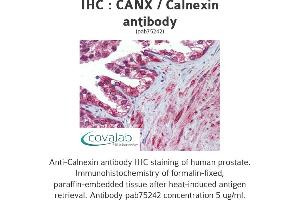 Image no. 2 for anti-Calnexin (CANX) (N-Term) antibody (ABIN1732595) (Calnexin Antikörper  (N-Term))