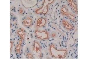 Detection of MSTN in Human Kidney Tissue using Monoclonal Antibody to Myostatin (MSTN)
