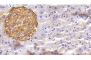 Detection of CHGA in Mouse Pancreas Tissue using Polyclonal Antibody to Chromogranin A (CHGA) (Chromogranin A Antikörper  (AA 24-154))