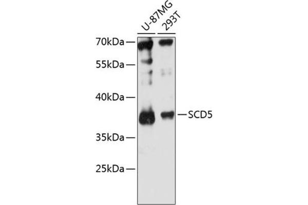 SCD5 Antikörper  (AA 1-75)