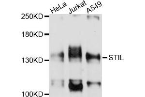 Western blot analysis of extracts of various cell lines, using STIL antibody (ABIN4905325) at 1:1000 dilution. (STIL Antikörper)