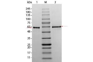 SDS-PAGE of AKT3 (phosphatase treated) Human Recombinant Protein. (AKT3 Protein)