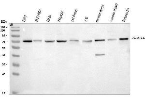 Western blot analysis of BMAL1/ARNTL using anti-BMAL1/ARNTL antibody (ABIN7599774).
