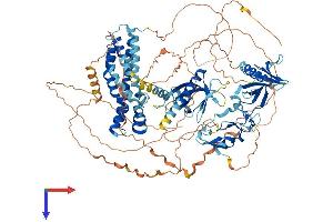 FGD1 Protein (AA 1-961) (His tag)