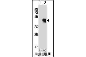 Western blot analysis of FCGR2A using rabbit polyclonal FCGR2A Antibody using 293 cell lysates (2 ug/lane) either nontransfected (Lane 1) or transiently transfected (Lane 2) with the FCGR2A gene. (FCGR2A Antikörper  (C-Term))