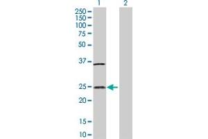 Western Blot analysis of IL32 expression in transfected 293T cell line by IL32 MaxPab polyclonal antibody. (IL32 Antikörper  (AA 1-188))