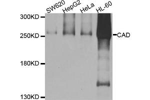 Western blot analysis of extracts of various cell lines, using CAD antibody. (CAD Antikörper)