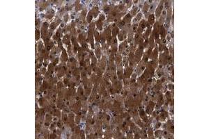 Immunohistochemical staining of human liver with FAM129B polyclonal antibody  shows strong cytoplasmic and nuclear positivity in hepatocytes at 1:500-1:1000 dilution. (MEG3 Antikörper)