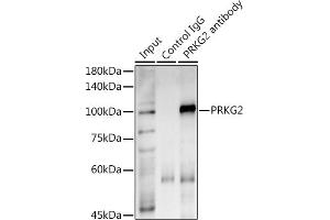 Immunoprecipitation (IP) image for anti-Protein Kinase, CGMP-Dependent, Type II (PRKG2) antibody (ABIN7269664)