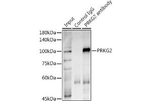 Immunoprecipitation analysis of 600 μg extracts of Mouse lung using 3 μg PRKG2 antibody (ABIN7269664). (PRKG2 Antikörper)