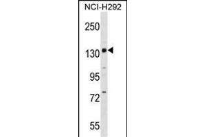 PER1 Antibody (C-term) (ABIN1536671 and ABIN2848489) western blot analysis in NCI- cell line lysates (35 μg/lane). (PER1 Antikörper  (C-Term))