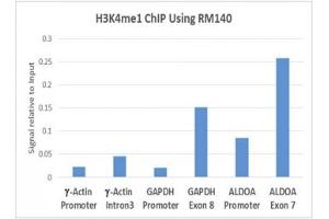 ChIP performed on human HeLa cells using 5ug recombinant H3K4me1 antibody. (Rekombinanter Histone 3 Antikörper  (meLys4))