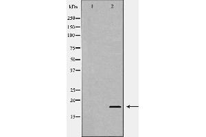 Western blot analysis of extracts of HEX-293, using MAX antibody. (MAX Antikörper  (N-Term))