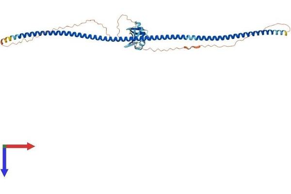 RASSF8 Protein (AA 1-419) (His tag)