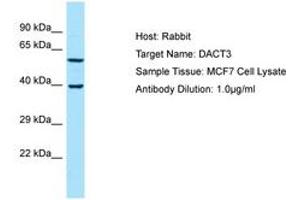 Image no. 1 for anti-Dapper, Antagonist of beta-Catenin, Homolog 3 (DACT3) (AA 255-304) antibody (ABIN6750047) (DACT3 Antikörper  (AA 255-304))