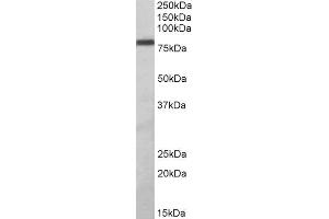 ABIN2560812 (1µg/ml) staining of Daudi lysate (35µg protein in RIPA buffer). (ZBTB24 Antikörper  (AA 232-245))