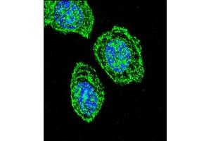 Immunofluorescence (IF) image for anti-Eukaryotic Translation Initiation Factor 2 Subunit 1 (EIF2S1) (AA 60-89), (N-Term) antibody (ABIN657392)