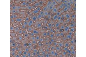 IHC-P analysis of Kidney tissue, with DAB staining. (CD99 Antikörper  (AA 27-161))