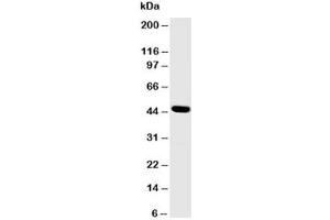Western blot testing of SKP2 antibody and MCF-7 cell lysate (SKP2 Antikörper  (N-Term))