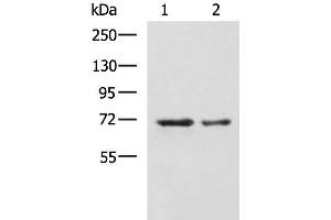Western blot analysis of A172 and TM4 cell lysates using MYEF2 Polyclonal Antibody at dilution of 1:800 (MYEF2 Antikörper)