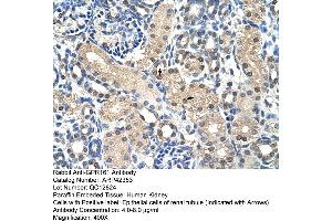 Rabbit Anti-GPR161 Antibody  Paraffin Embedded Tissue: Human Kidney Cellular Data: Epithelial cells of renal tubule Antibody Concentration: 4. (GPR161 Antikörper  (N-Term))