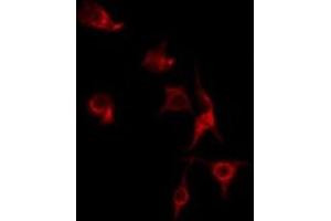 ABIN6275608 staining HT29 by IF/ICC. (SFRS7 Antikörper  (Internal Region))