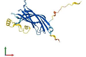 B9D1 Protein (AA 1-204) (His tag)