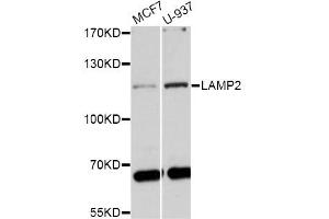 Western blot analysis of extracts of various cell lines, using LAMP2 antibody (ABIN1873504) at 1:1000 dilution. (LAMP2 Antikörper)