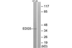 Western blot analysis of extracts from HT-29 cells, using EDG5 Antibody. (S1PR2 Antikörper  (AA 261-310))