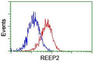 Image no. 2 for anti-Receptor Accessory Protein 2 (REEP2) antibody (ABIN1500658) (REEP2 Antikörper)