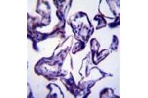 Immunohistochemistry (Paraffin-embedded Sections) (IHC (p)) image for anti-Leptin (LEP) (AA 7-37), (N-Term) antibody (ABIN953161)
