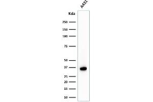 Western Blot Analysis of A431 cell lysate using Nucleophosmin-Monospecific Mouse Monoclonal Antibody (NPM1/1902). (NPM1 Antikörper  (AA 185-287))