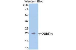 Western Blotting (WB) image for anti-Caspase 7, Apoptosis-Related Cysteine Peptidase (CASP7) (AA 24-198) antibody (ABIN1077917) (Caspase 7 Antikörper  (AA 24-198))
