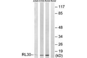 Western blot analysis of extracts from A549/COS7/RAW264.