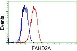 HEK293T cells transfected with either pCMV6-ENTRY FAHD2A (RC211128) (Red) or empty vector control plasmid (Blue) were immunostained with anti-FAHD2A mouse monoclonal (ABIN2453022), and then analyzed by flow cytometry. (FAHD2A Antikörper)