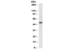 Western blot testing of mouse brain lysate with CHRM2 antibody at 2ug/ml. (Muscarinic Acetylcholine Receptor M2 Antikörper)