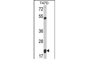 Western blot analysis of SC Antibody (C-term) (ABIN6243156 and ABIN6578976) in T47D cell line lysates (35 μg/lane). (DIABLO Antikörper  (C-Term))