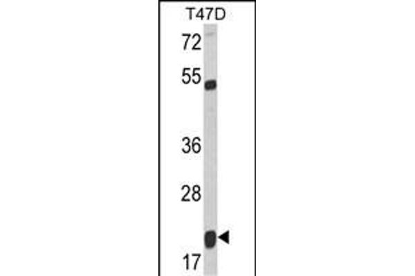 DIABLO 抗体  (C-Term)