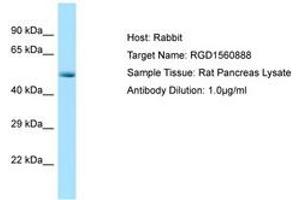 Image no. 1 for anti-Cyclin-Dependent Kinase 8 (CDK8) (N-Term) antibody (ABIN6749807) (CDK8 Antikörper  (N-Term))