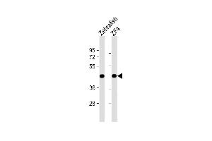 All lanes : Anti-DANRE actba Antibody (Center) at 1:1000 dilution Lane 1: Zebrafish lysate Lane 2: ZF4 whole cell lysate Lysates/proteins at 20 μg per lane. (Actba (AA 188-215) Antikörper)