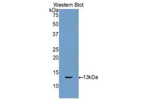 Western Blotting (WB) image for anti-Gap Junction Protein, beta 3, 31kDa (GJB3) (AA 7-102) antibody (ABIN1858572) (Connexin 31 Antikörper  (AA 7-102))