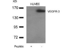 Western blot analysis of extracts from HUVEC cells using VEGFR-3and the same antibody preincubated with blocking peptide. (FLT4 Antikörper  (AA 1279-1283))